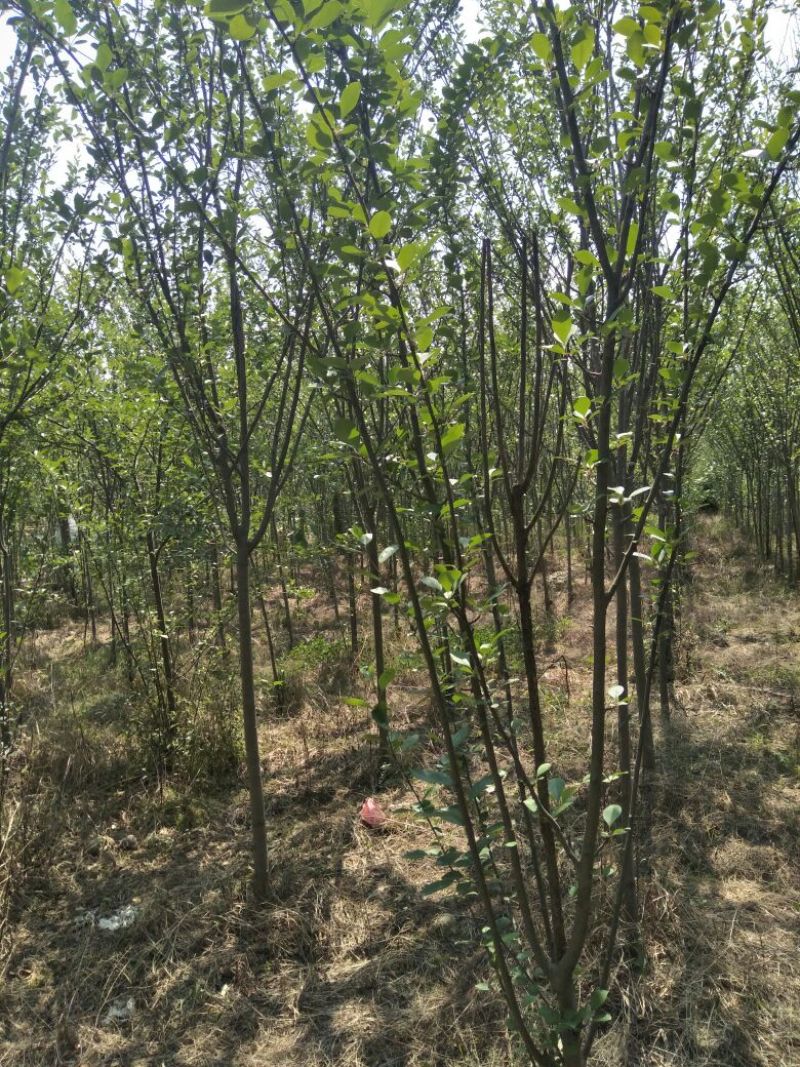 紫薇树形好，价格根据要的公分数协调