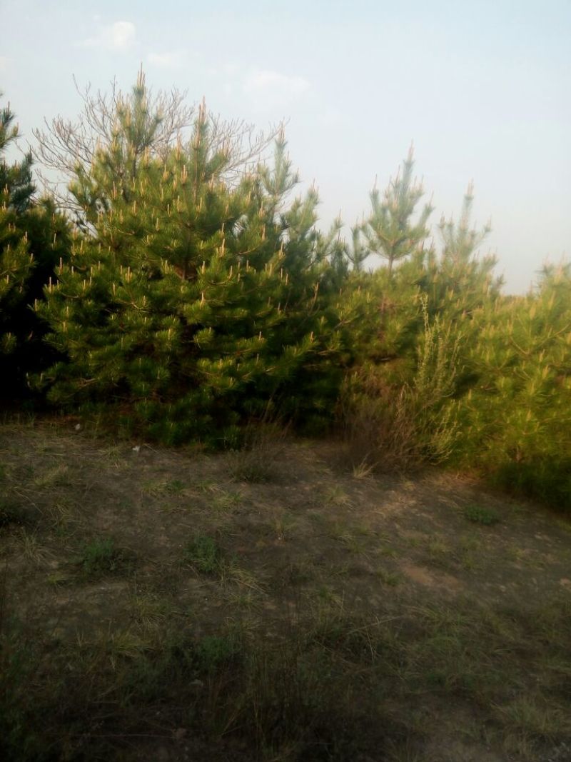 营养袋油松，营养杯油松