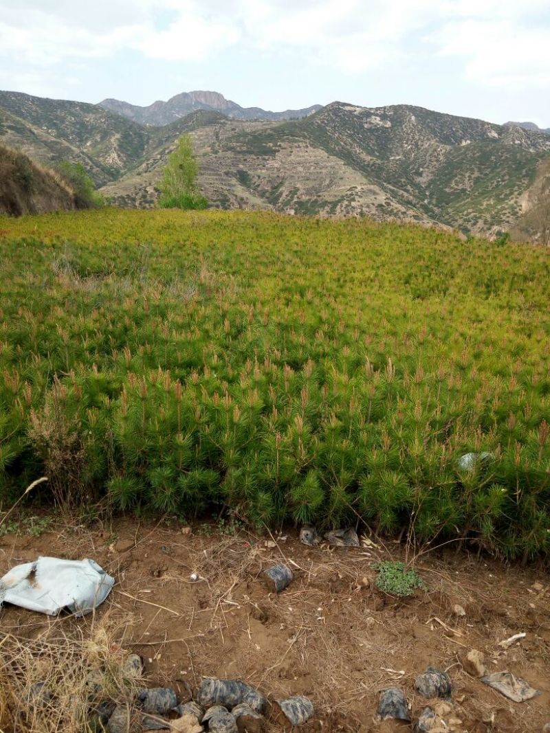 营养袋油松，营养杯油松