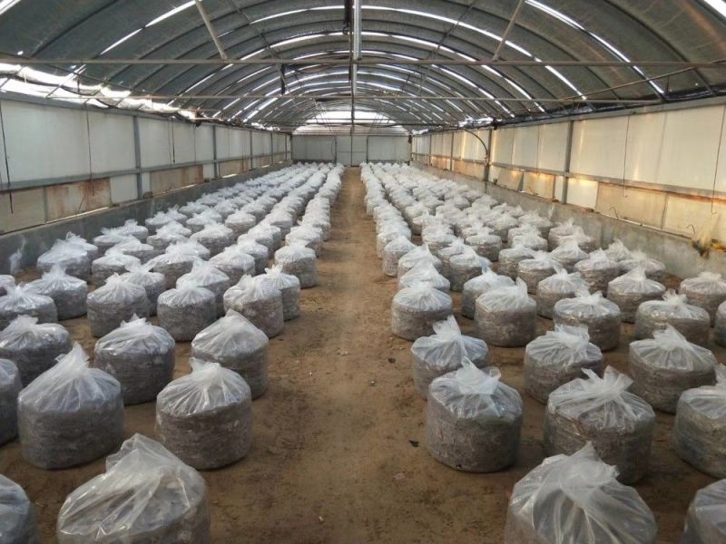 灵芝盆景菌包大型盆景灵芝菌棒冠县灵芝种植基地