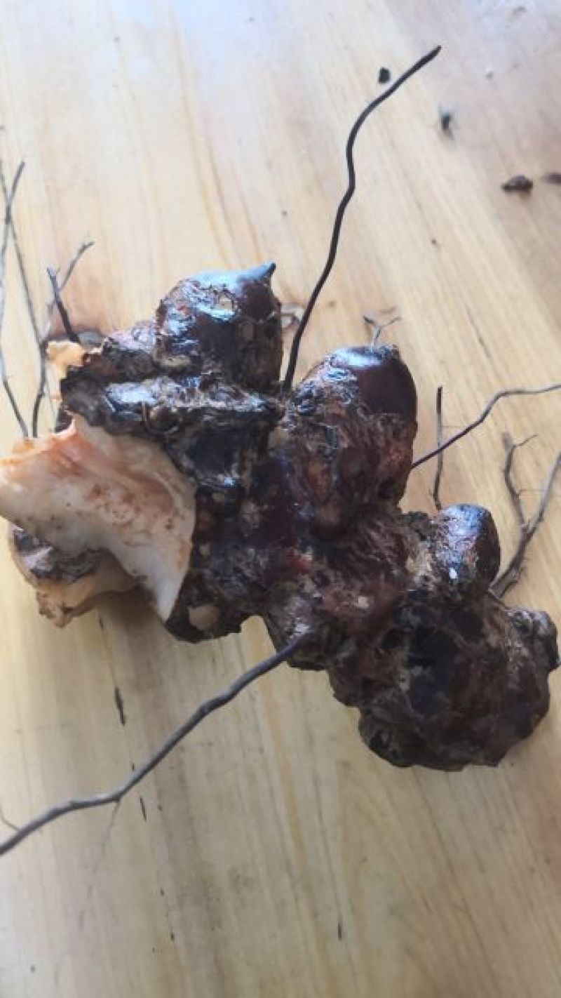 野生土茯苓