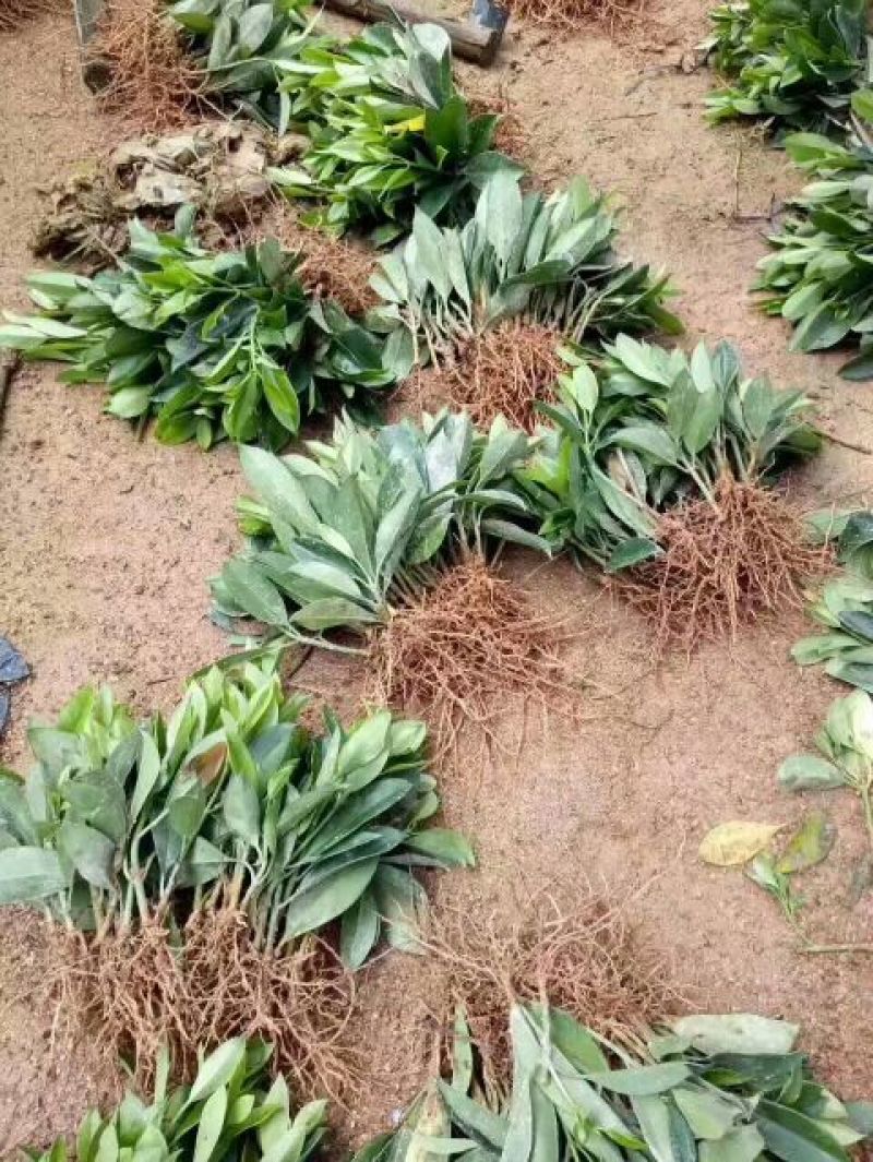 精品非洲茉莉广东茉莉，现挖现发易成活，提供技术可发全国