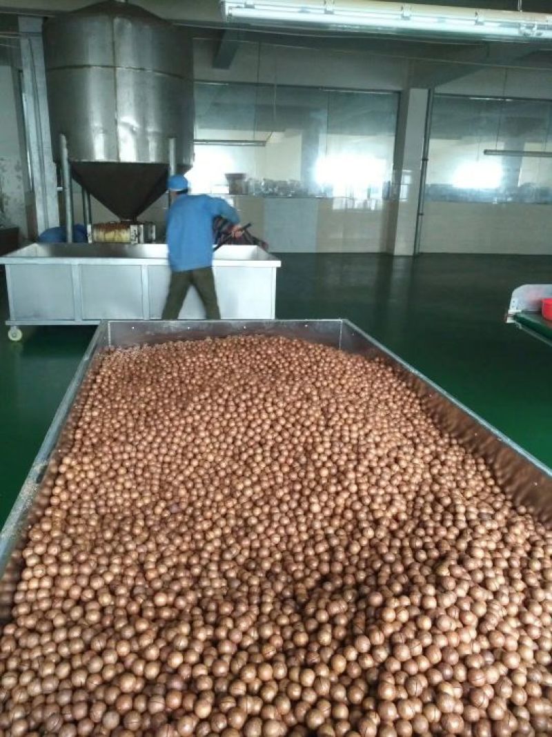 2025年新货澳洲原装夏威夷果带壳薄皮，易开口，奶香味