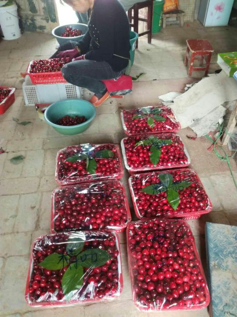 樱桃