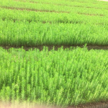 湿地松10~20cm