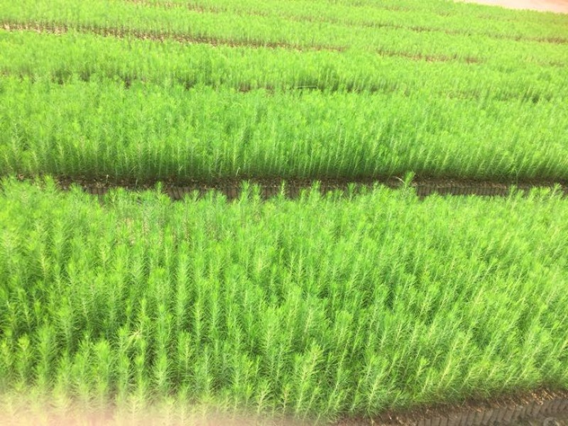 湿地松10~20cm
