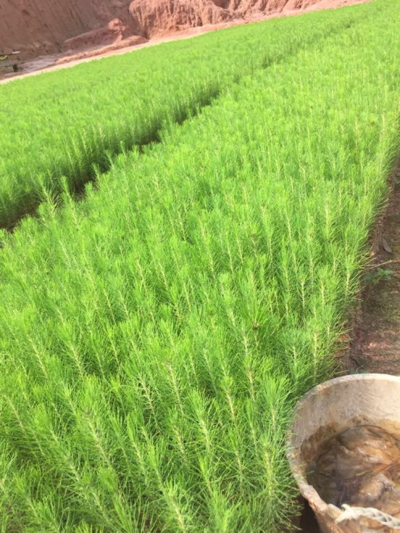 湿地松10~20cm
