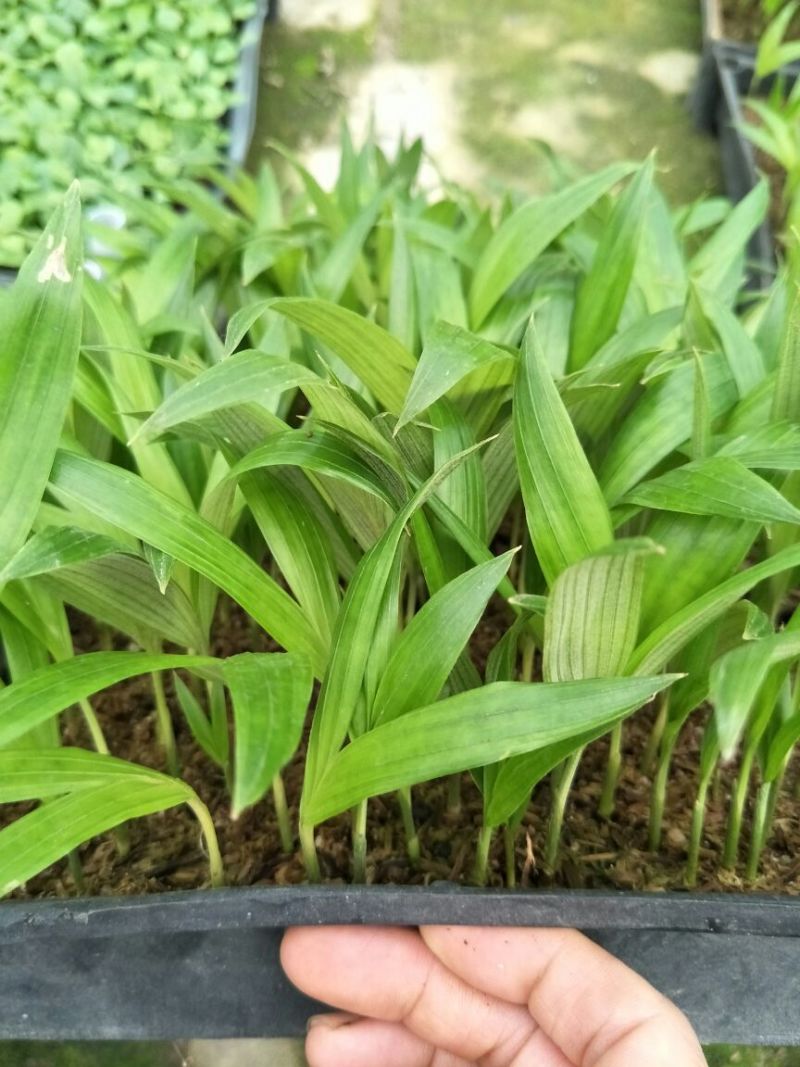 假槟榔苗庭院四季常青棕榈科观叶植物盆栽绿植美观