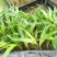 假槟榔苗庭院四季常青棕榈科观叶植物盆栽绿植美观