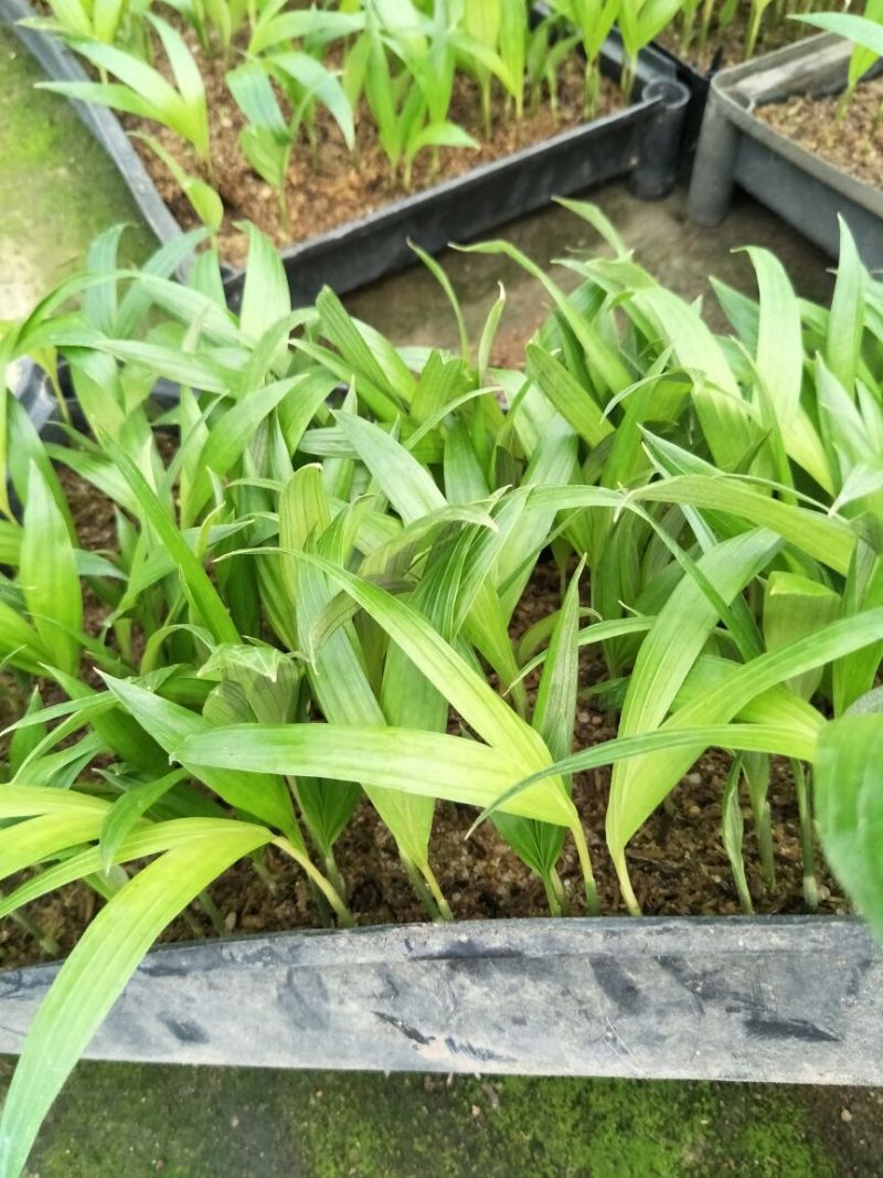 假槟榔苗庭院四季常青棕榈科观叶植物盆栽绿植美观