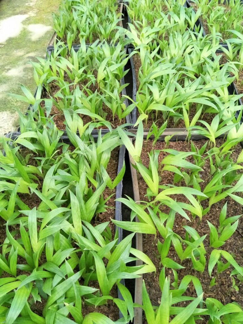 假槟榔苗庭院四季常青棕榈科观叶植物盆栽绿植美观
