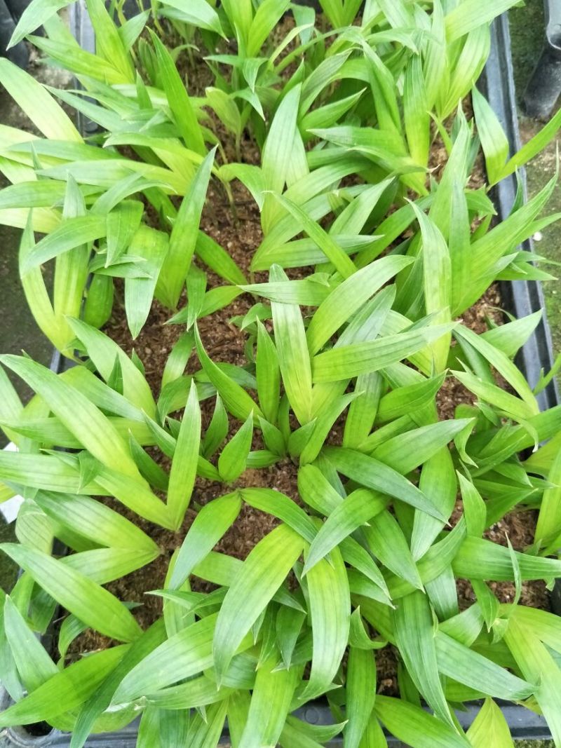 假槟榔苗庭院四季常青棕榈科观叶植物盆栽绿植美观