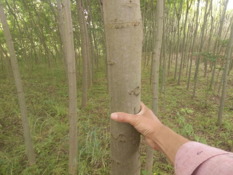 秋花栾树8~10cm6~8cm2.5~3米