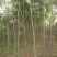 秋花栾树8~10cm6~8cm2.5~3米