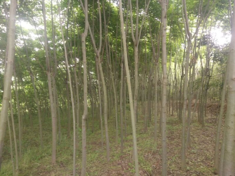 秋花栾树8~10cm6~8cm2.5~3米