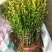 优质瓜子黄杨苗小苗床苗；工程苗盆景造型用苗