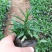 荷兰菊