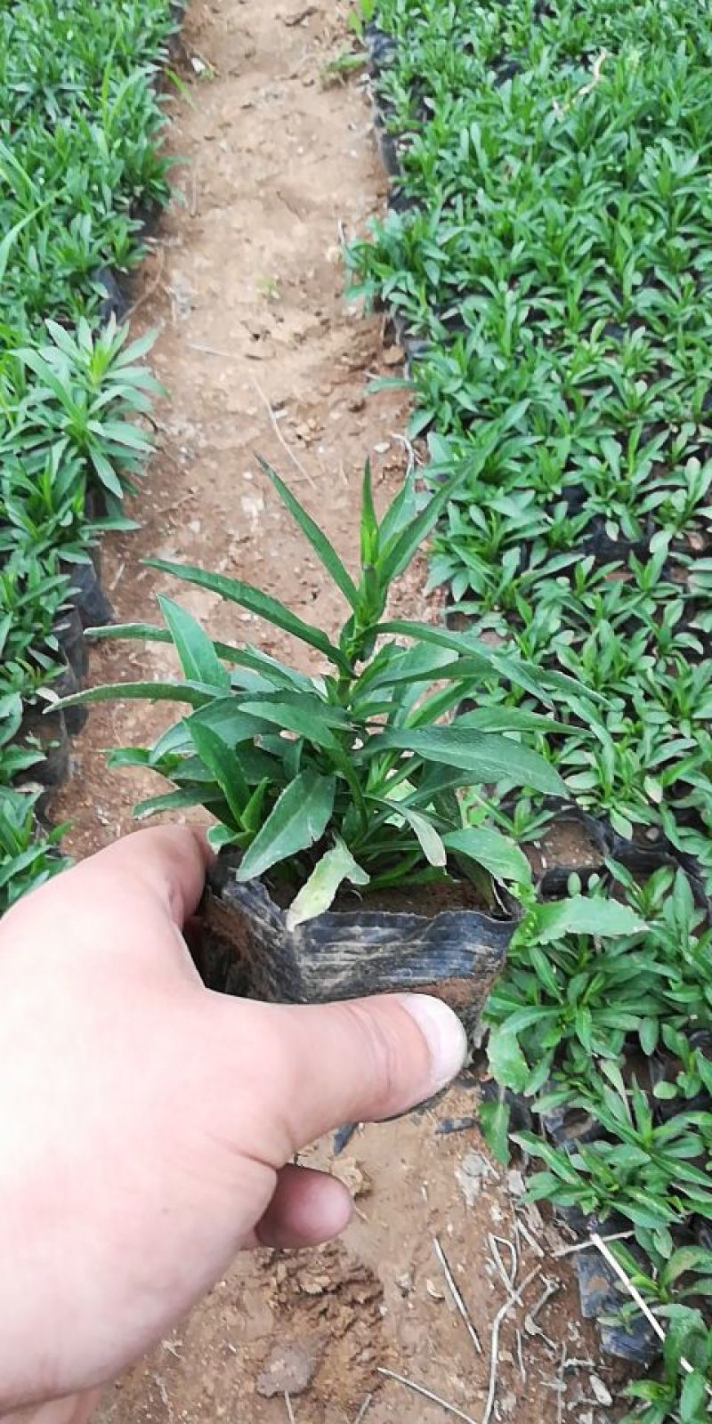 荷兰菊