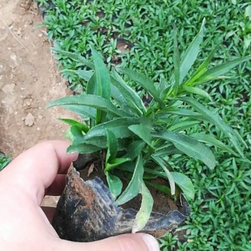 荷兰菊