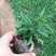 荷兰菊