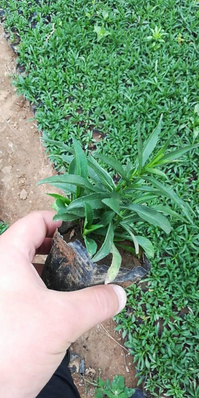 荷兰菊