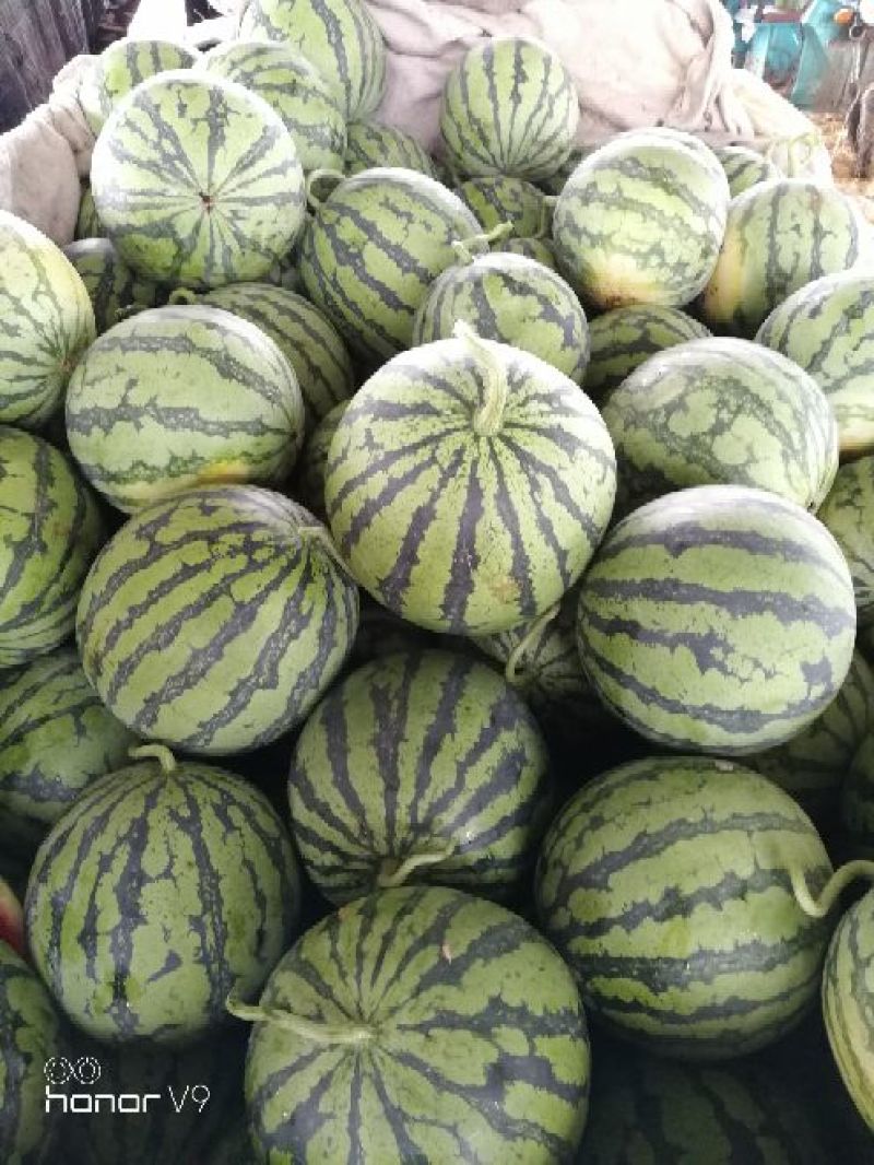 8424西瓜优质货源大量供货中诚信合作场地大