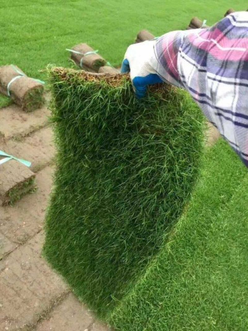 果岭草