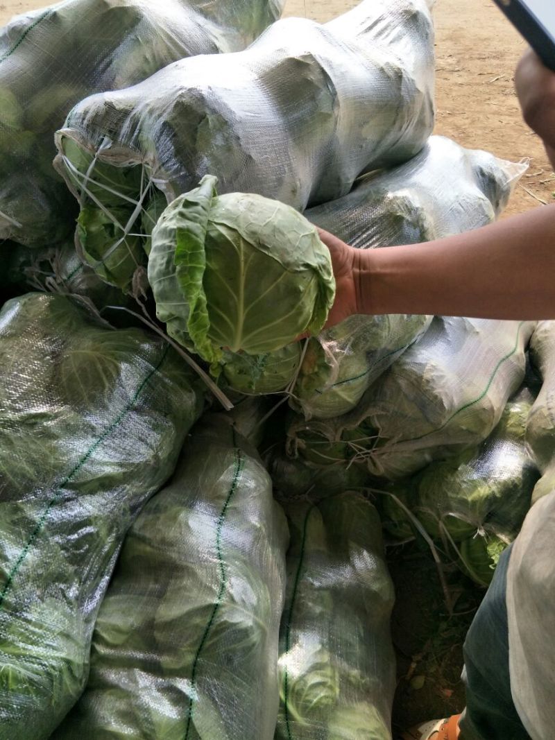 热卖中甘蓝大量上市，品种全物美价廉一手货源欢迎电话联系。