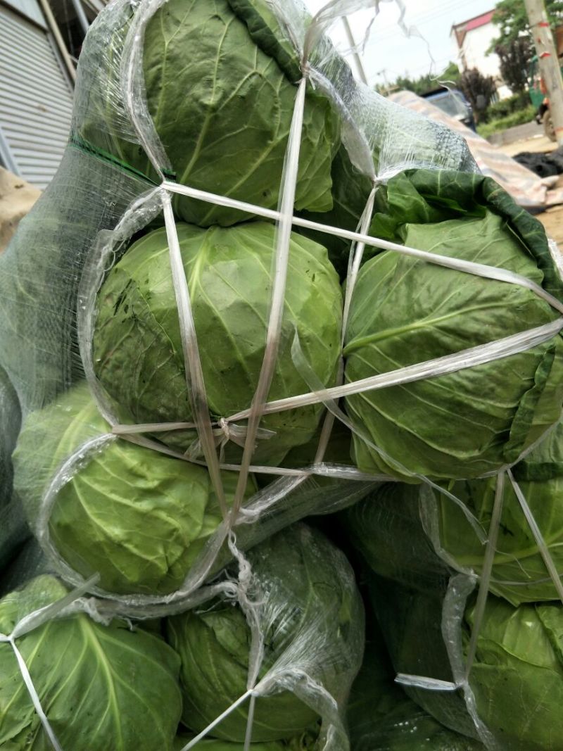 热卖中甘蓝大量上市，品种全物美价廉一手货源欢迎电话联系。