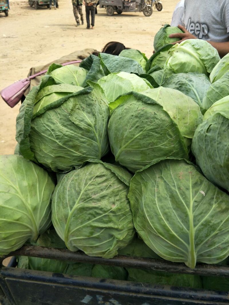 热卖中甘蓝大量上市，品种全物美价廉一手货源欢迎电话联系。