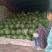 京欣西瓜6斤打底9成熟1茬
