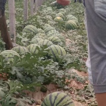 京欣西瓜6斤打底9成熟1茬