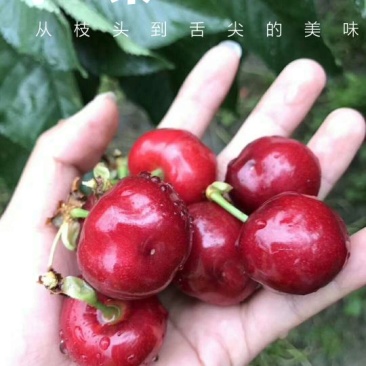 车厘子20mm以上
