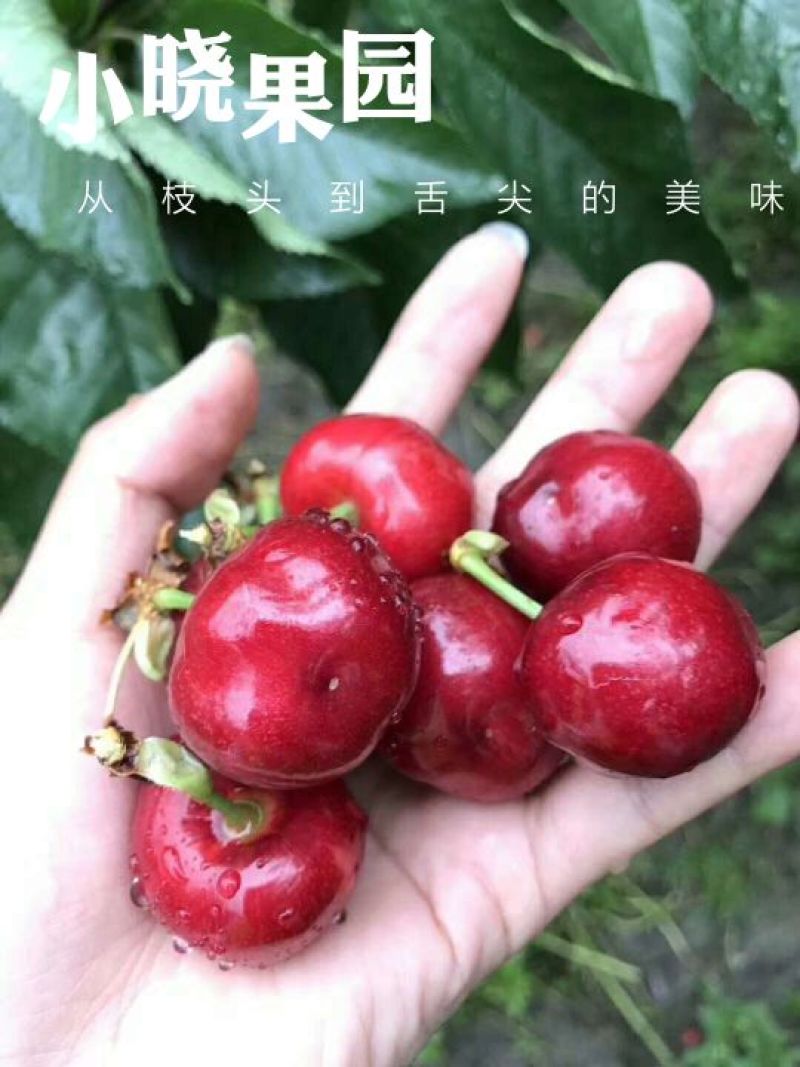 车厘子20mm以上