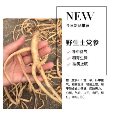 土党参福建野生土党参