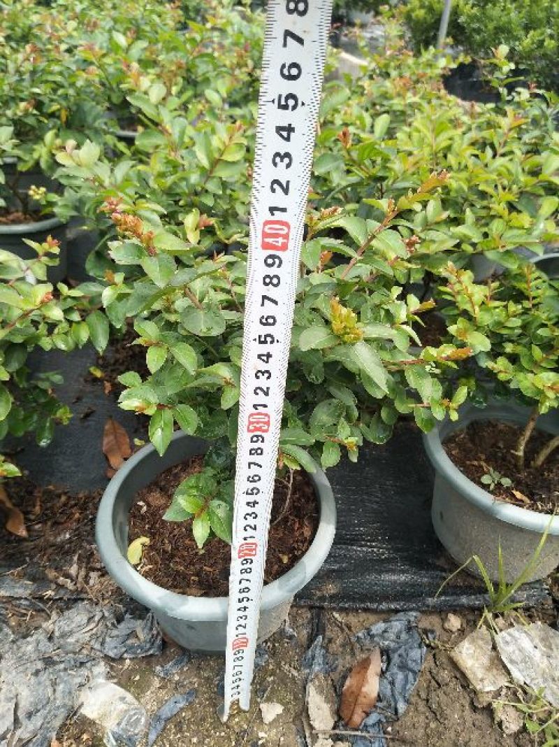 紫薇