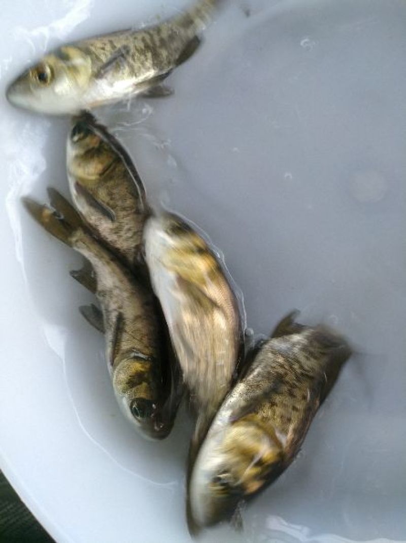 花鲢鱼苗大头鱼苗鳙鱼苗胖头鱼苗调理水质快大
