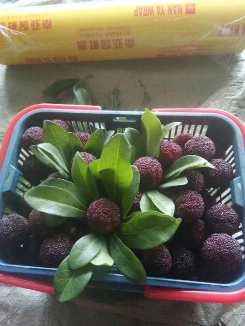 杨梅