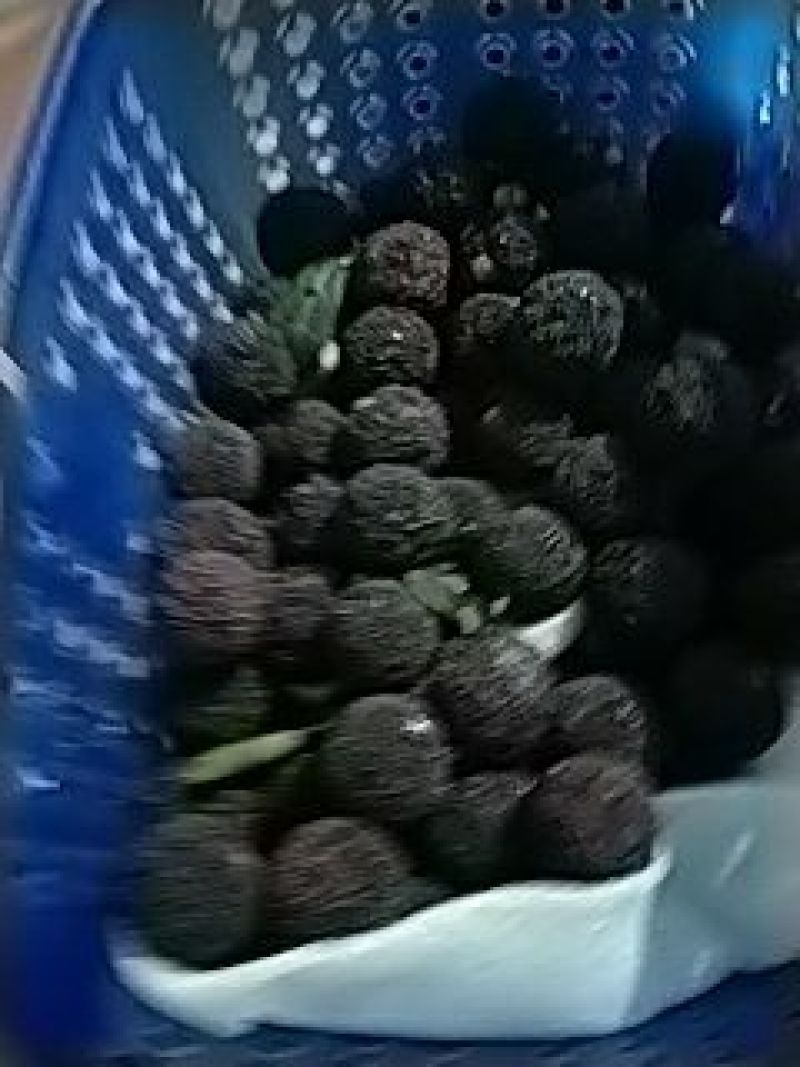 杨梅
