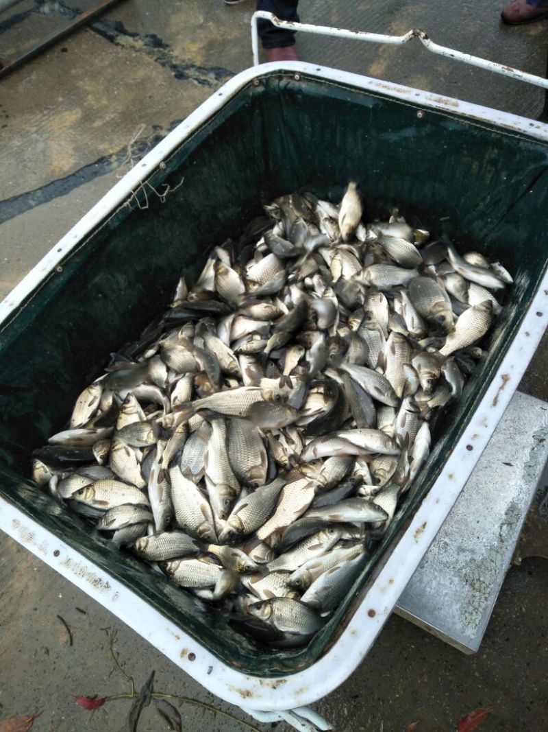 湘云鲫2到4两，50000斤待售