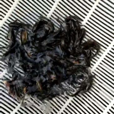 黄骨鱼