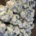 白面青梗松花菜2~3斤散花乳白，山东临沂产地直销