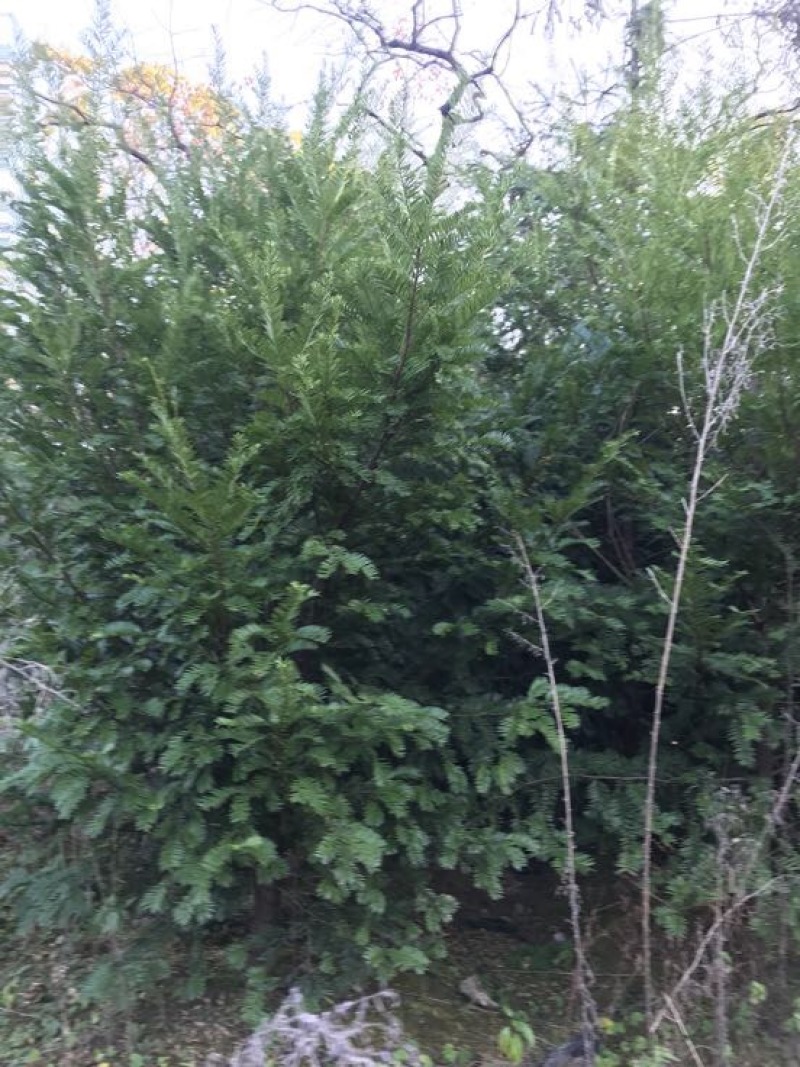 红豆衫1.5~2m