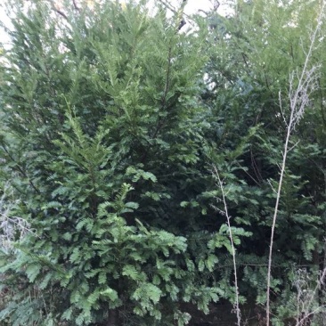 红豆衫1.5~2m
