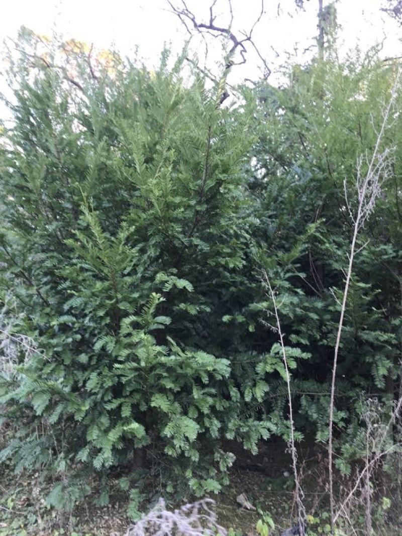 红豆衫1.5~2m