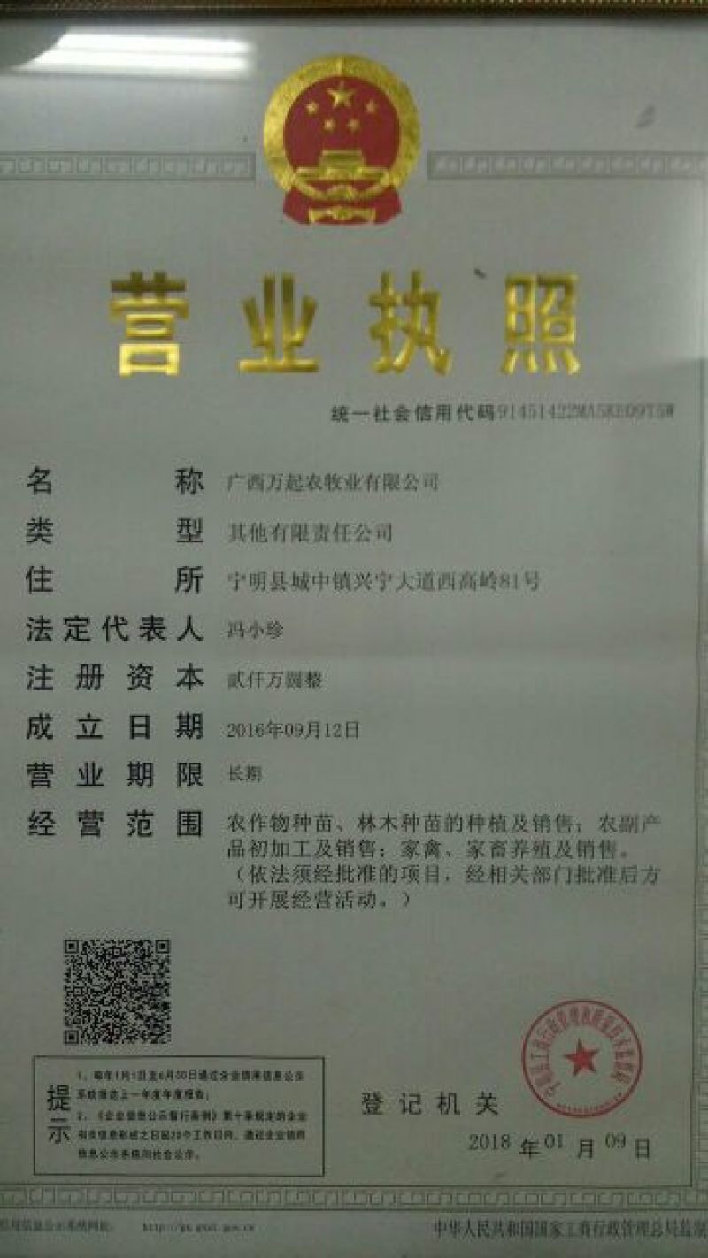 牛大力种子，中叶，大叶，小叶都有货