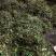 石橄榄