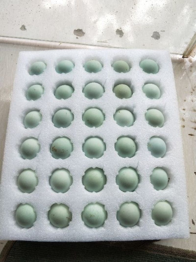 长顺绿壳鸡蛋(地理标志产品)
