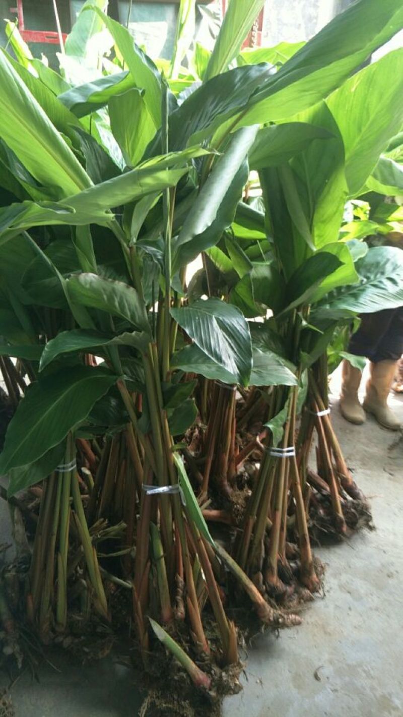 草果苗