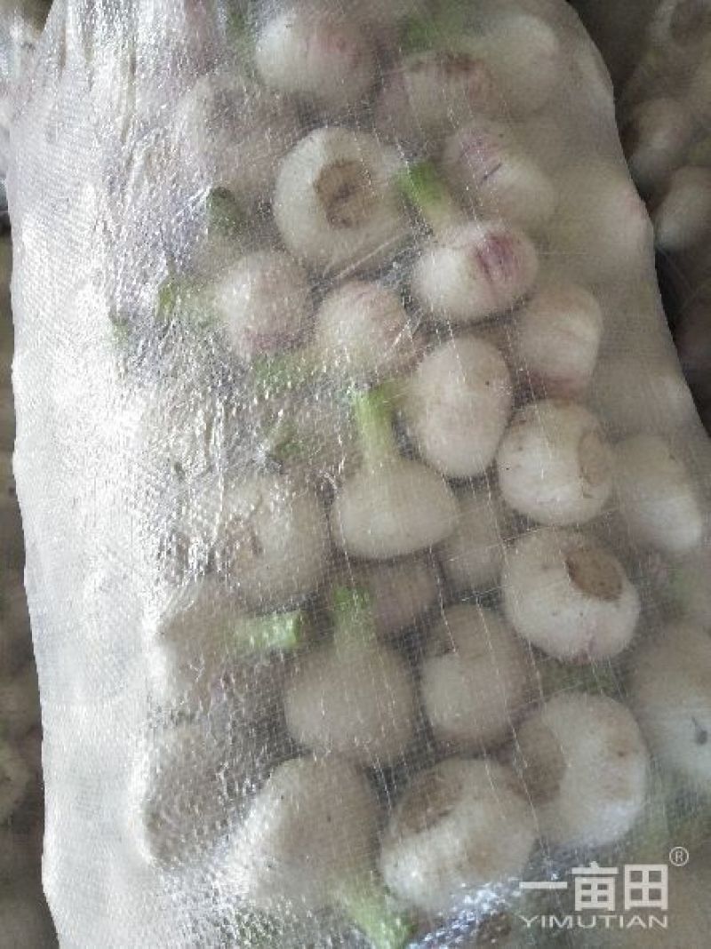 剥皮蒜